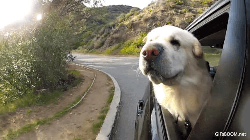 giphy gif