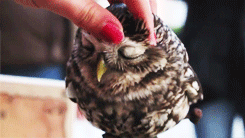 giphy gif