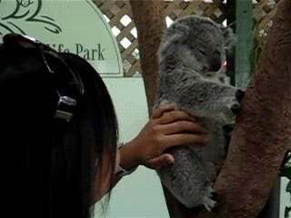 giphy gif
